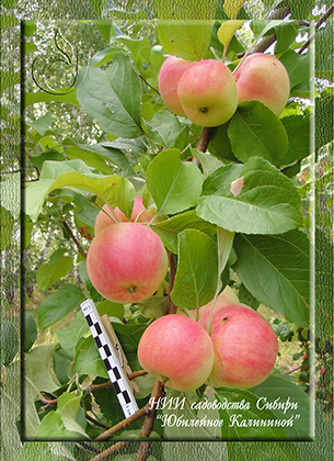Юбилейное Калининой