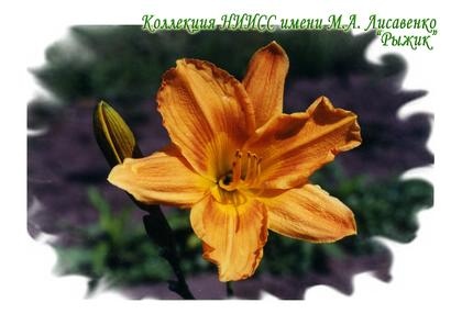 Рыжик