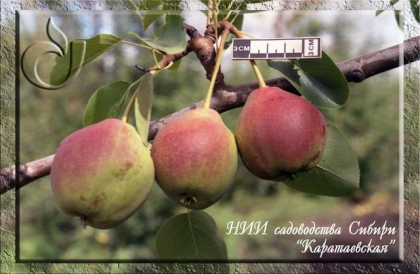 Каратаевская