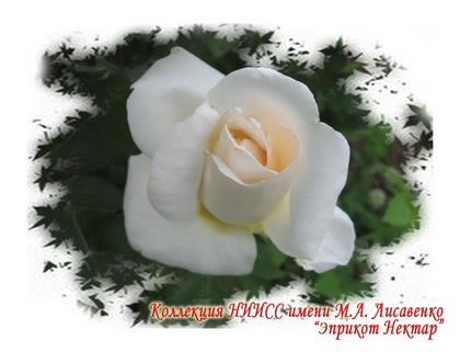 Ройал Хайнес