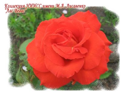 Лас Вегас