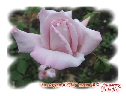 Леди Икс Леди Икс