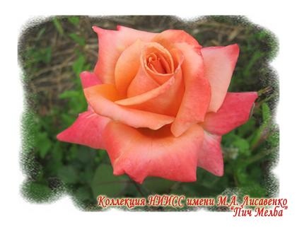Пич Мелба