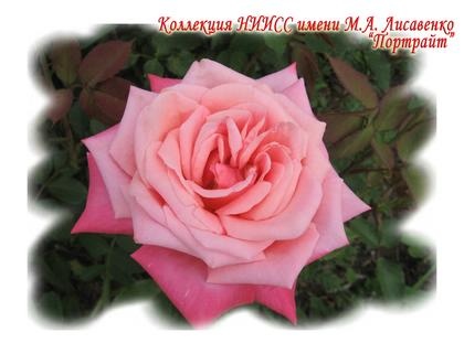 Портрайт