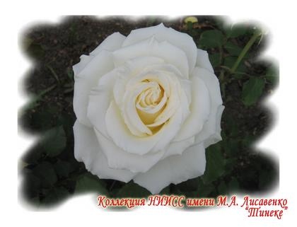 Эйфель Тауэр